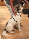 Bailey