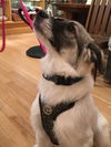 Bailey
