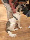 Bailey