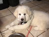 Sheba