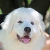 Shiloh