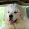 Shiloh