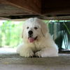 Shiloh