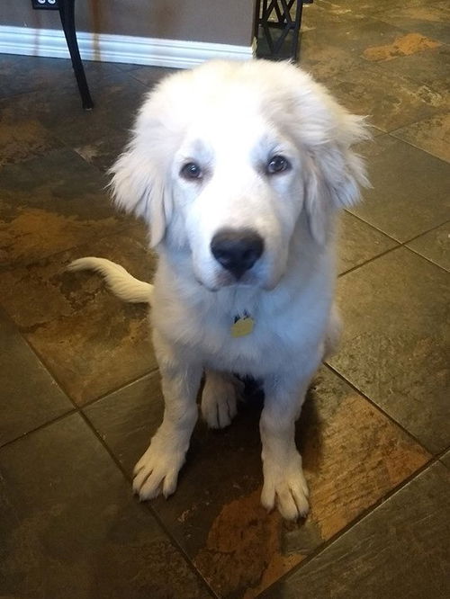 Shiloh