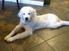 Shiloh