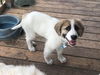 Ozzy 2019