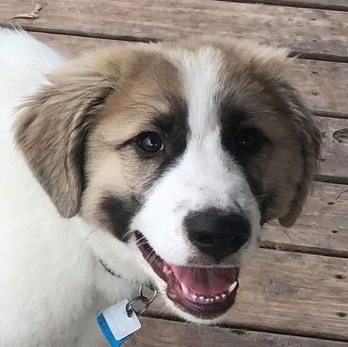 Ozzy 2019