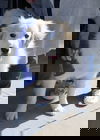 Ava