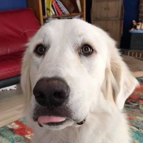 Ollie