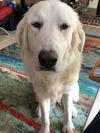Ollie