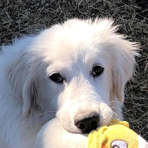 Rosie