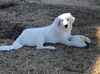 Rosie
