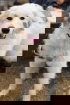 Tarben