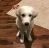 Gemma