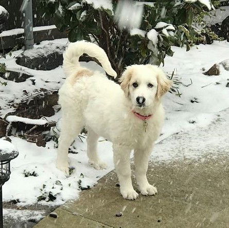 Gemma