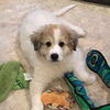 Baby Gus