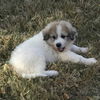 Baby Gus