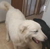 Duke