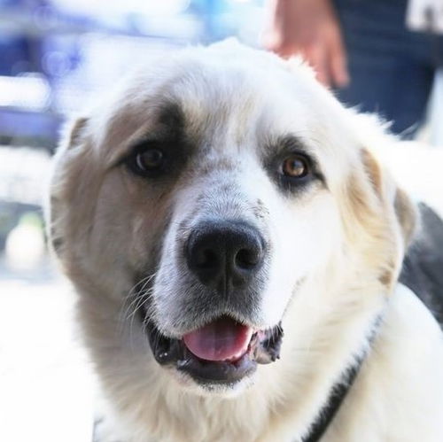 Rufus