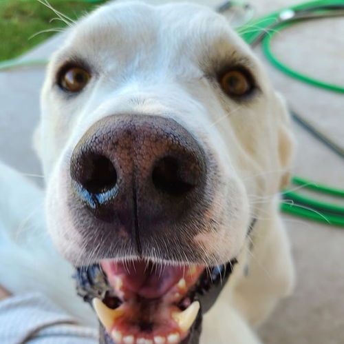 Shiloh