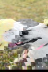 Lily
