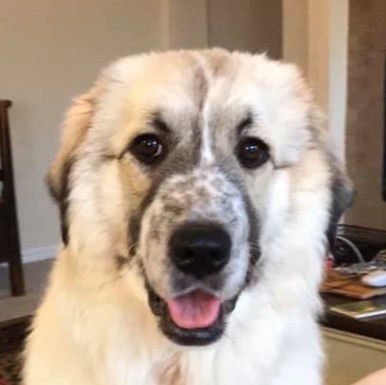 Dot