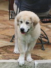 Zorro