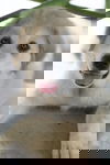 Zorro
