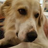 Amy