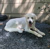 Roxie