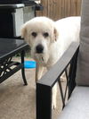 Roxie