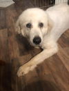 Roxie