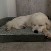 Roxie