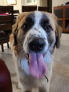 Beethoven