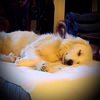 Annie