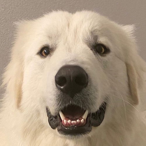 Cooper