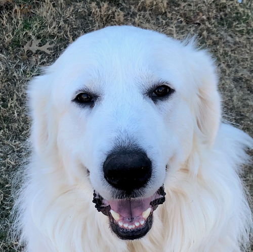 Buddy