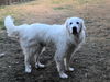 Buddy