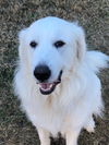 Buddy