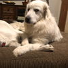 Buddy