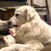 Buddy