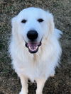 Buddy