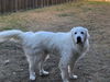 Buddy