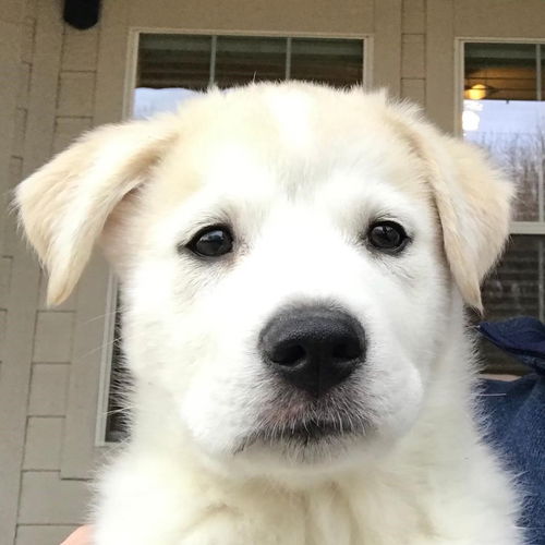 Mojo