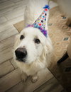 Merlin - Photo 5
