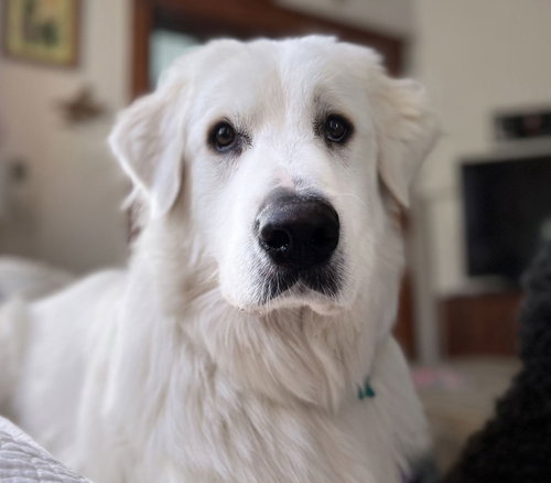 MERLIN - Great Pyrenees available for adoption