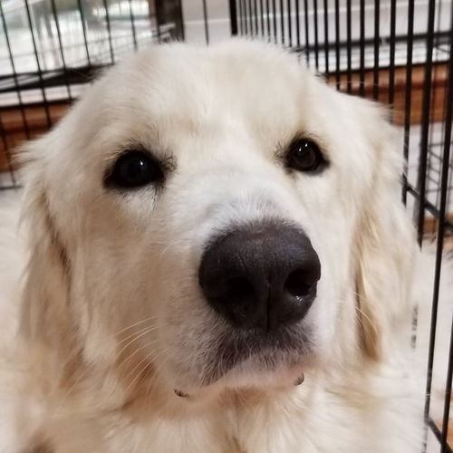Brutus