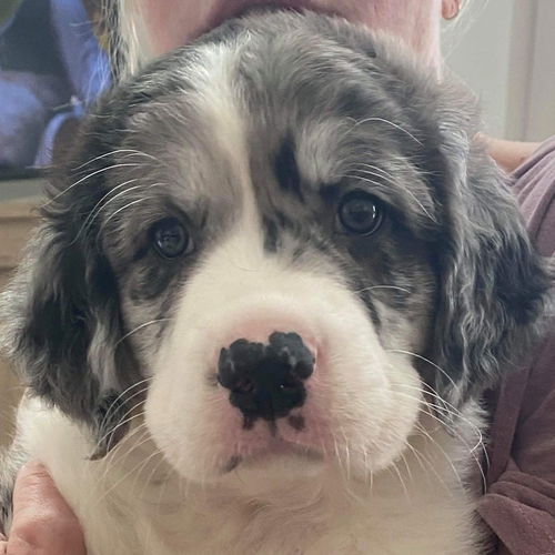 Truffle