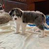 Truffle
