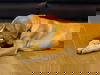 Snickerdoodle